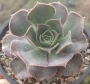 Еониум сп (Aeonium sp)
