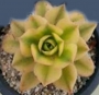 Еониум вариегата (Aeonium starburst variegated)