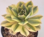 Еониум вариегата (Aeonium starburst variegated)