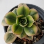 Еониум вариегата (Aeonium starburst variegated)