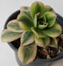 Еониум вариегата (Aeonium starburst variegated)