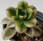 Еониум вариегата (Aeonium starburst variegated)