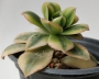 Еониум вариегата (Aeonium starburst variegated)