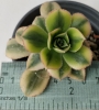 Еониум вариегата (Aeonium starburst variegated)