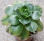 Еониум вариегата (Aeonium starburst variegated)