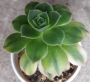 Еониум вариегата (Aeonium starburst variegated)