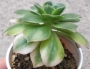 Еониум вариегата (Aeonium starburst variegated)