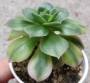 Еониум вариегата (Aeonium starburst variegated)