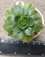 Еониум вариегата (Aeonium starburst variegated)
