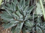 агаве agave
