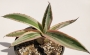 Агаве (Agave americana marginata variegata)