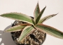 Агаве (Agave americana marginata variegata)