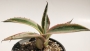 Агаве (Agave americana marginata variegata)