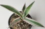 Агаве (Agave americana marginata variegata)