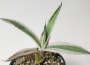 Агаве (Agave americana marginata variegata)