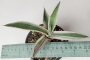 Агаве (Agave americana marginata variegata)