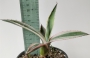 Агаве (Agave americana marginata variegata)