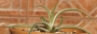 Агаве (Agave bracteosa marginata alba variegata)