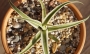 Агаве (Agave bracteosa marginata alba variegata)