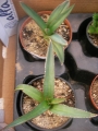 Агаве (Agave kerchovei)