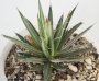 Агаве (Agave multifilifera)