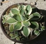 Агаве (Agave patonii Trel. forma variegata)