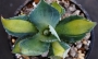 Агаве (Agave Potatorum Rum Runner  variegata)