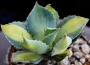 Агаве (Agave Potatorum Rum Runner  variegata)