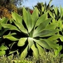 Агаве атенуата (Agave attenuata)