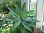 Агаве атенуата (Agave attenuata)