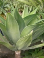 Агаве атенуата (Agave attenuata)