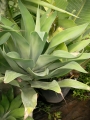Агаве атенуата (Agave attenuata)