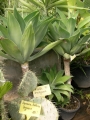 Агаве атенуата (Agave attenuata)