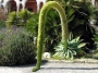 Агаве атенуата (Agave attenuata)