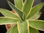Агаве десметиана маргината вариегата (Agave desmettiana marginata variegata)