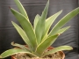 Агаве десметиана маргината вариегата (Agave desmettiana marginata variegata)