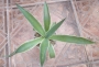 Агаве десметиана маргината вариегата (Agave desmettiana marginata variegata)
