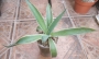 Агаве десметиана маргината вариегата (Agave desmettiana marginata variegata)