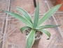 Агаве десметиана маргината вариегата (Agave desmettiana marginata variegata)