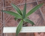 Агаве десметиана маргината вариегата (Agave desmettiana marginata variegata)