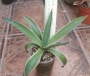 Агаве десметиана маргината вариегата (Agave desmettiana marginata variegata)