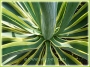 Агаве десметиана вариегата (Agave desmettiana variegata)
