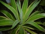 Агаве десметиана вариегата (Agave desmettiana variegata)