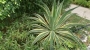 Агаве десметиана вариегата (Agave desmettiana variegata)