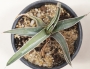 Агаве фердинанди регис (Agave ferdinandi regis)