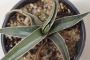 Агаве фердинанди регис (Agave ferdinandi regis)