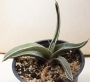 Агаве фердинанди регис (Agave ferdinandi regis)
