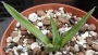 Агаве фердинанди регис (Agave ferdinandi regis)