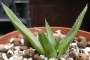 Агаве фердинанди регис (Agave ferdinandi regis)