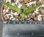 Агаве фердинанди регис (Agave ferdinandi regis)